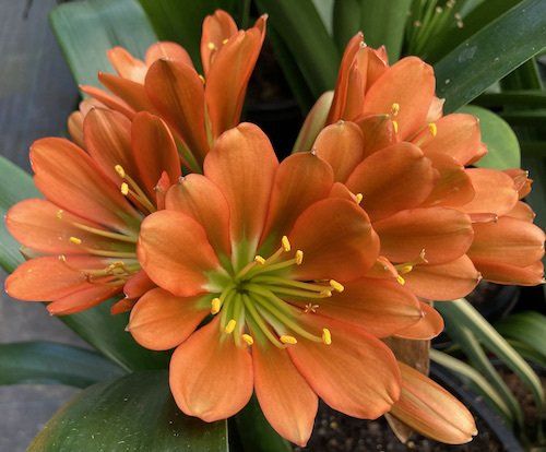 Clivia Flower Meaning Best Flower Site